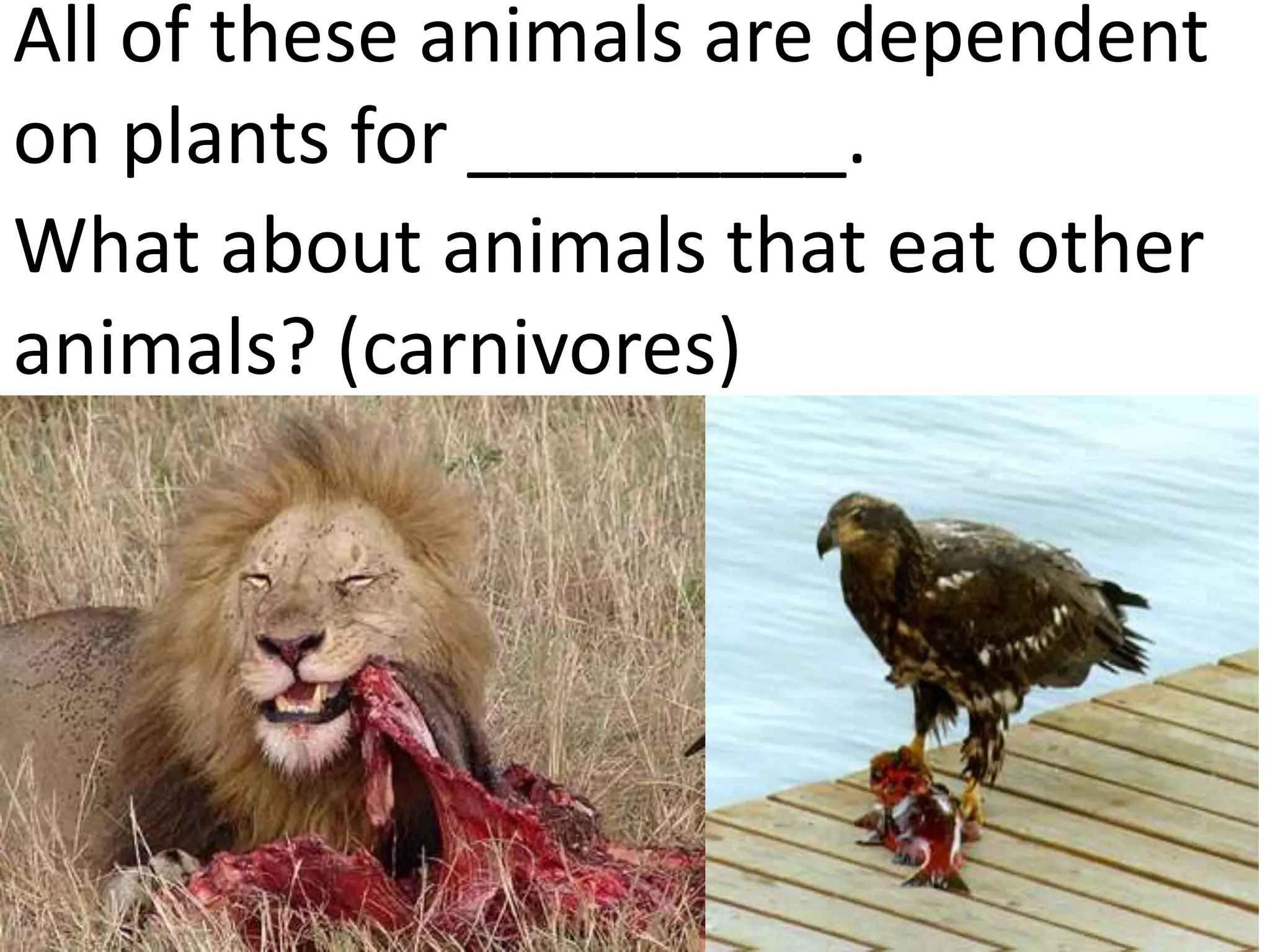 Plants and animals depend on each other. (teach 2nd/3rd grade) | PPTX