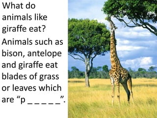 What do
animals like
giraffe eat?
Animals such as
bison, antelope
and giraffe eat
blades of grass
or leaves which
are “p _ _ _ _ _”.
 