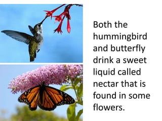 Both the
hummingbird
and butterfly
drink a sweet
liquid called
nectar that is
found in some
flowers.
 