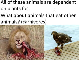 These plant eating animals (herbivores) are
dependent on plants for _________.
What about animals that eat other
animals? (carnivores)
 