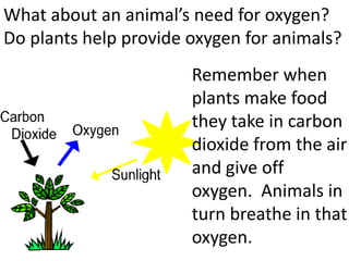 What about an animal’s need for oxygen?
Do plants help provide oxygen for animals?
                       Remember when
                       plants make food
                       they take in carbon
                       dioxide from the air
                       and give off
                       oxygen. Animals in
                       turn breathe in that
                       oxygen.
 