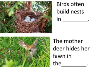 Birds often
 build nests
 in ________.


The mother
deer hides her
fawn in
the________.
 
