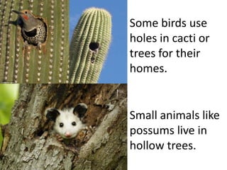 Some birds use
holes in cacti or
trees for their
homes.


Small animals like
possums live in
hollow trees.
 