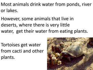 Most animals find their drinking water
from puddles, ponds, river or lakes.
However, some animals that live in deserts,
where there is very little water, have a
harder time. They must get their water by
eating plants.
Tortoises get water
from cacti and other
plants.
 