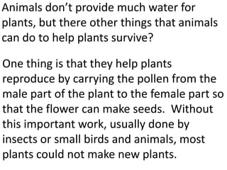 Animals don’t provide much water for
plants, but there other things that animals
can do to help plants survive?

One thing is that they help plants
reproduce by carrying the pollen from the
male part of the plant to the female part so
that the flower can make seeds. Without
this important work, usually done by
insects or small birds and animals, many
plants could not make new plants.
 