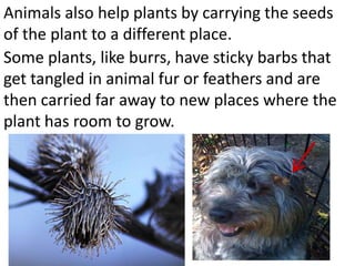 Animals also help plants by carrying the seeds
of the plant to a different place.
Some plants, like burrs, have sticky barbs that
get tangled in animal fur or feathers and are
then carried far away to new places where the
plant has room to grow.
 