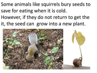 Some animals like squirrels bury seeds to
save for eating when it is cold. However,
if they do not return to get the it, the
seed can grow into a new plant.
 