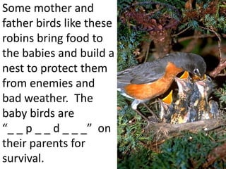 Some mother and
father birds like these
robins bring food to
the babies and build a
nest to protect them
from enemies and
bad weather. The
baby birds are
“_ _ p _ _ d _ _ _” on
their parents for
survival.
 