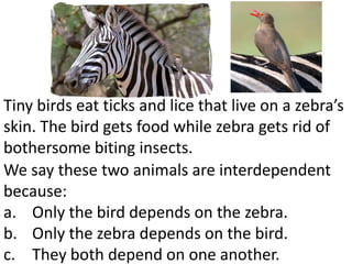 Tiny birds eat ticks and lice that live on a zebra’s
skin. The bird gets food while zebra gets rid of
bothersome biting insects.
We say these two animals are interdependent
because:
a. Only the bird depends on the zebra.
b. Only the zebra depends on the bird.
c. They both depend on one another.
 