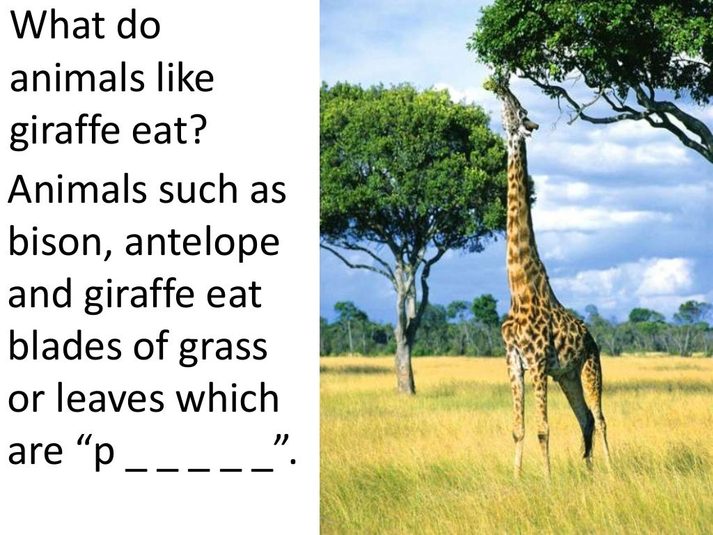 Plants and animals depend on each other teach 2nd 3rd grade 