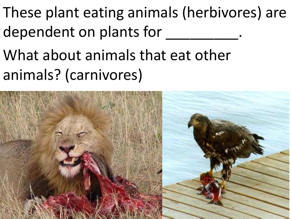 Plants and animals depend on each other. (teach 2nd/3rd grade)