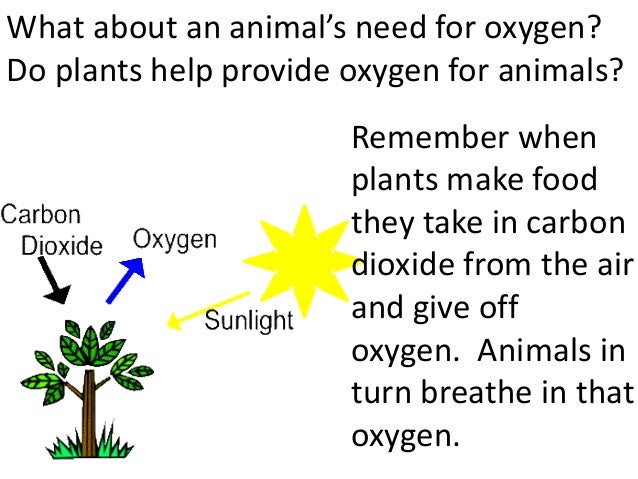 Plants and animals depend on each other. (teach 2nd/3rd grade)