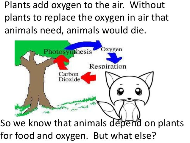Do Plants And Animals Make Their Food Do Plants And Animals Make Their Food