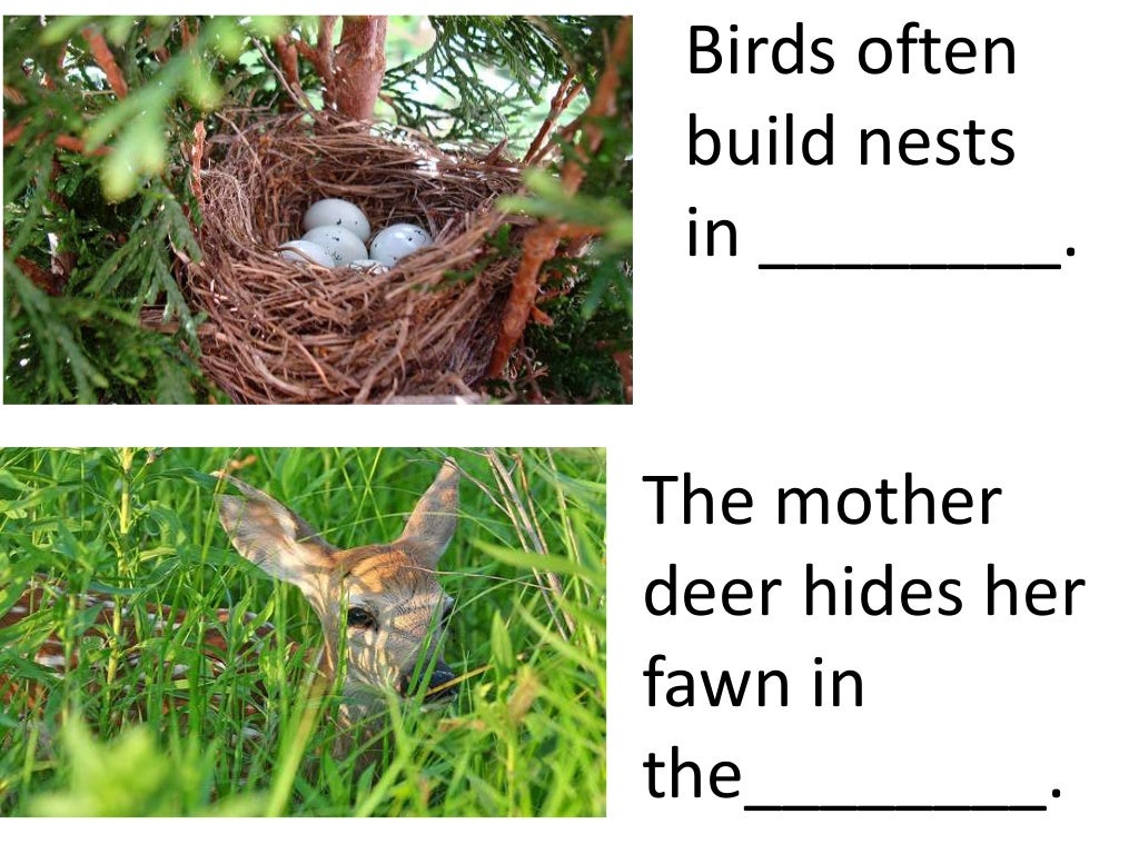 Plants and animals depend on each other. (teach 2nd/3rd grade)