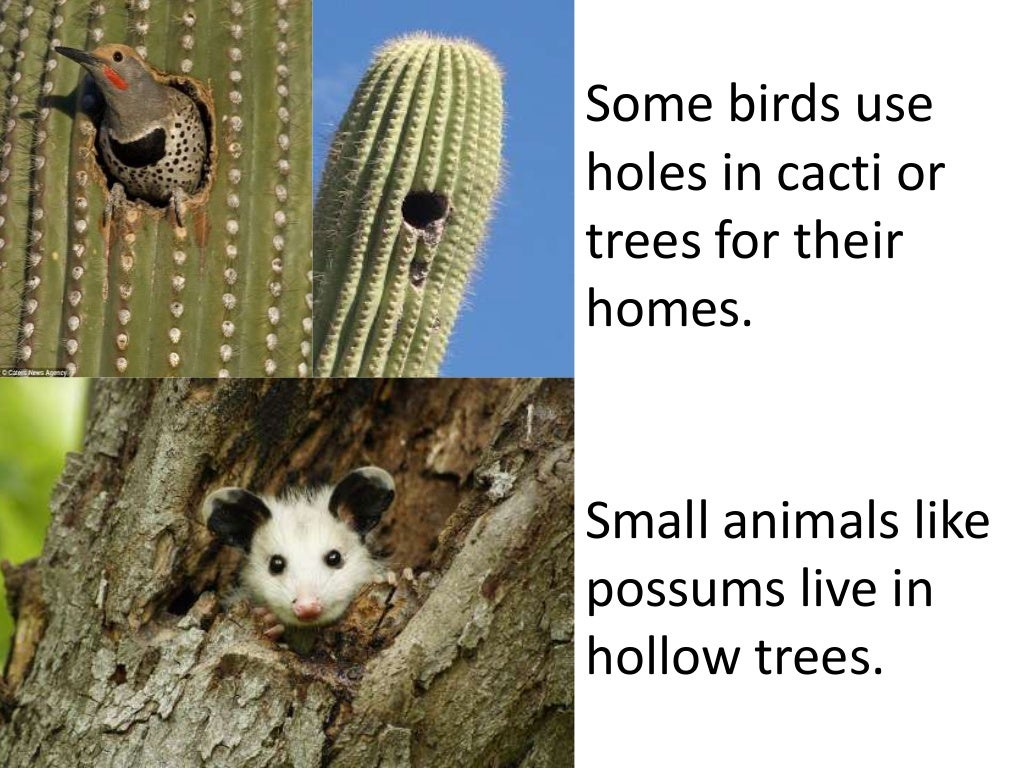 Plants and animals depend on each other teach 2nd 3rd grade 