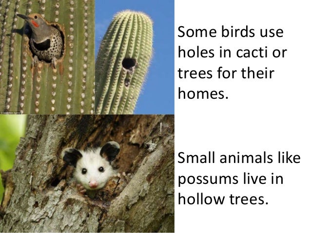 homes animal worksheet (teach each and on other. grade) animals depend 2nd/3rd Plants