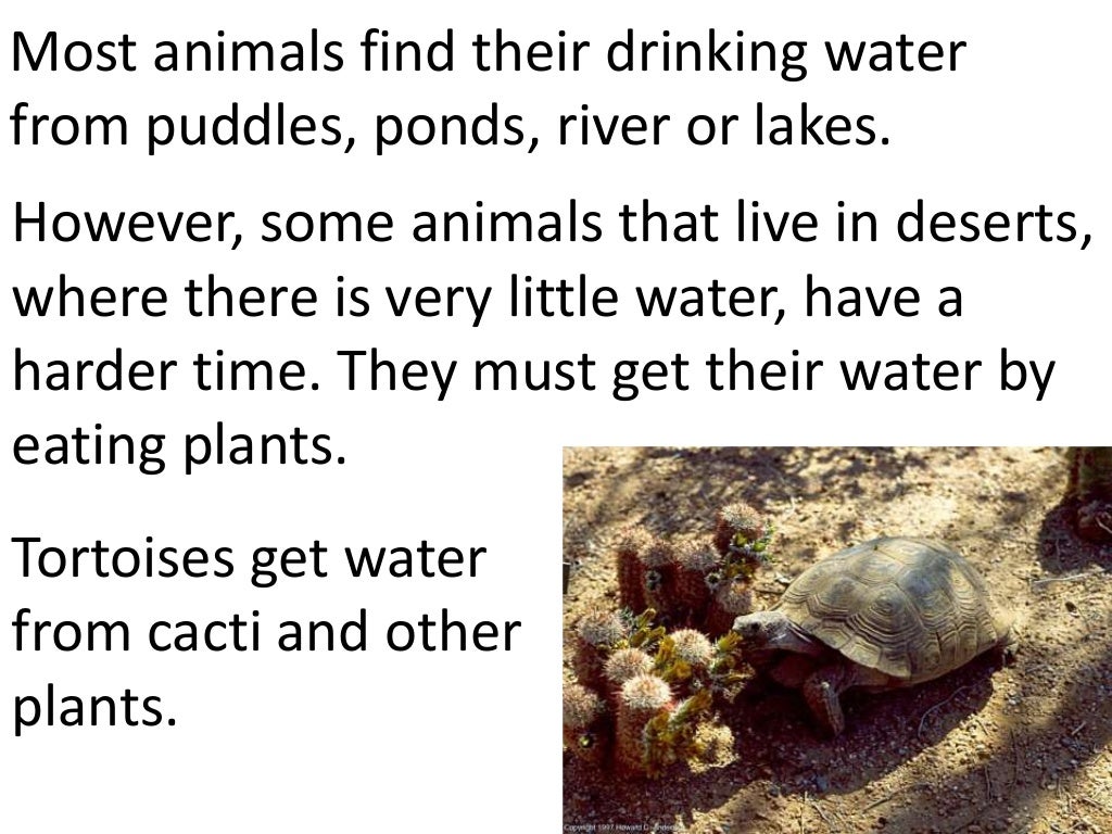 Plants and animals depend on each other. (teach 2nd/3rd grade)