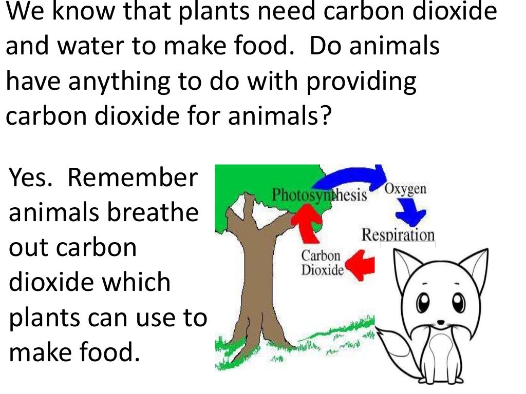 Plants and animals depend on each other. (teach 2nd/3rd grade)