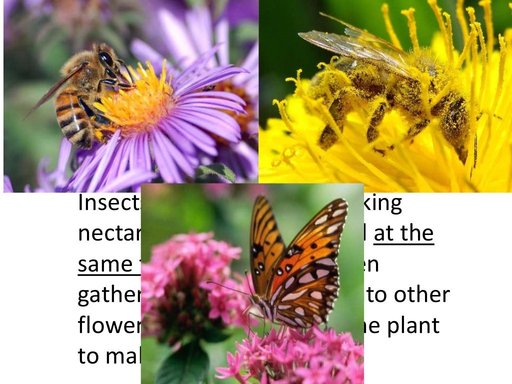 Plants and animals depend on each other. (teach 2nd/3rd grade)