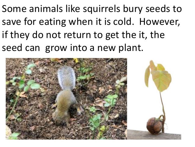 Plants and animals depend on each other. (teach 2nd/3rd grade)