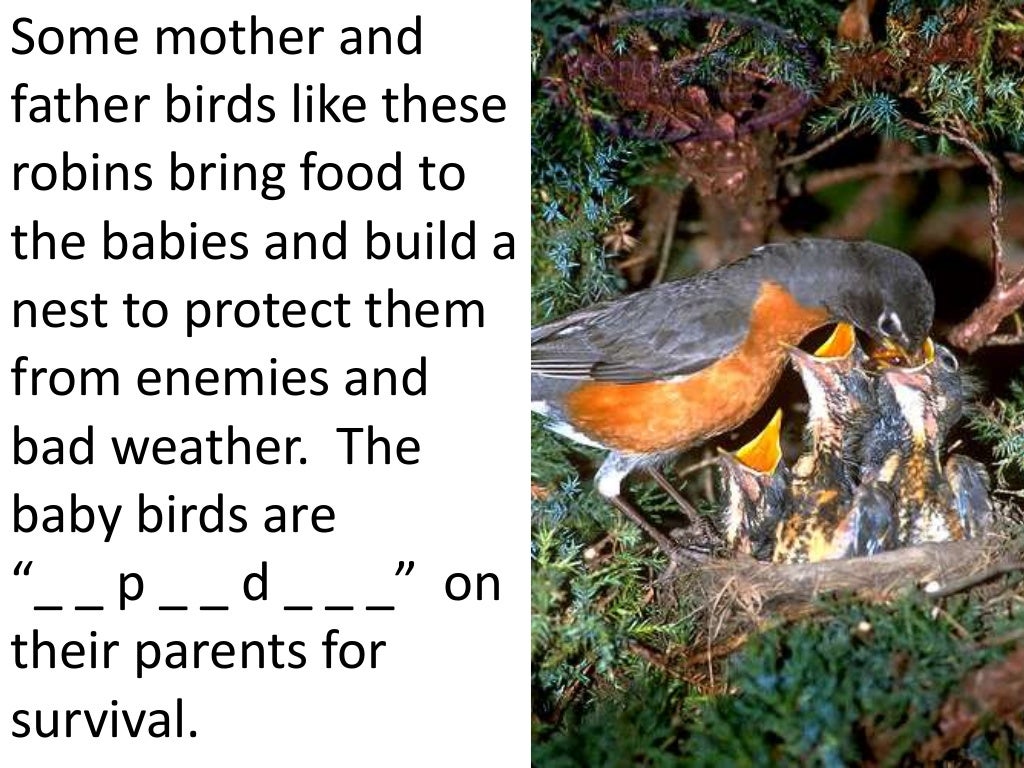 Plants and animals depend on each other teach 2nd 3rd grade 