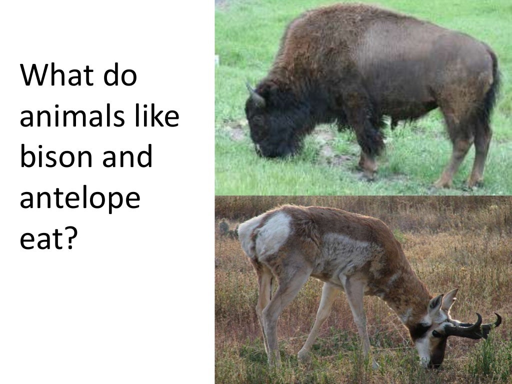 Plants and animals depend on each other. (teach 2nd/3rd grade)