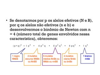 • Se denotarmos por p os alelos efetivos (N e B),
por q os alelos não efetivos (n e b) e
desenvolvermos o binômio de Newton com n
= 4 (número total de genes envolvidos nessa
característica), obteremos:
 