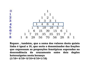 Repare , também, que a soma dos valores desta quinta
linha é igual a 16, que seria o denominador das frações
que expressam as proporções fenotípicas esperadas na
descendência do cruzamento entre dois duplos
heterozigotos nesta herança
(1/16+ 4/16+ 6/16+4/16+1/16)
 