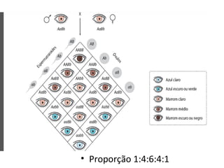• Proporção 1:4:6:4:1
 