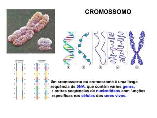 CROMOSSOMO
Um cromossomo ou cromossoma é uma longa
sequência de DNA, que contém vários genes,
e outras sequências de nucleotídeos com funções
específicas nas células dos seres vivos.
 