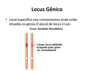 Locus Gênico
• Local específico nos cromossomos onde estão
situados os genes.O plural de locus é Loci.
 