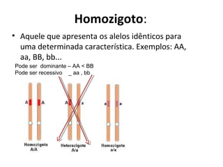 Homozigoto:
• Aquele que apresenta os alelos idênticos para
uma determinada característica. Exemplos: AA,
aa, BB, bb...
Pode ser dominante – AA < BB
Pode ser recessivo _ aa , bb
 