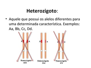 Heterozigoto:
• Aquele que possui os alelos diferentes para
uma determinada característica. Exemplos:
Aa, Bb, Cc, Dd.
 