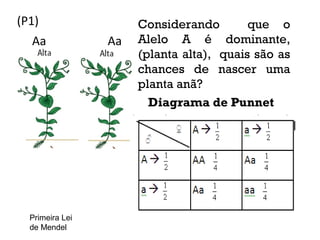 Aa
(P1)
Aa
Diagrama de Punnet
Considerando que o
Alelo A é dominante,
(planta alta), quais são as
chances de nascer uma
planta anã?
Primeira Lei
de Mendel
 