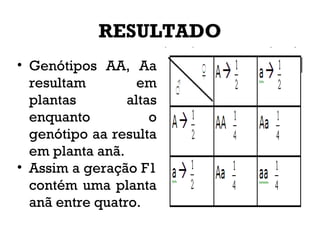 RESULTADO
• Genótipos AA, Aa
resultam em
plantas altas
enquanto o
genótipo aa resulta
em planta anã.
• Assim a geração F1
contém uma planta
anã entre quatro.
 