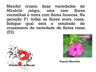 Mendel cruzou duas variedades de
Mirabilis jalapa, uma com flores
vermelhas e outra com flores brancas. Na
geração F1 todas as flores eram rosas.
Indique qual será o resultado do
cruzamento da variedade de flores rosas
(F2).
Popular Maravilha
Primeira Lei de Mendel
 
