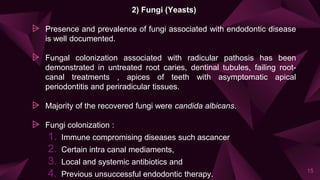 2) Fungi (Yeasts)
⩥ Presence and prevalence of fungi associated with endodontic disease
is well documented.
⩥ Fungal colonization associated with radicular pathosis has been
demonstrated in untreated root caries, dentinal tubules, failing root-
canal treatments , apices of teeth with asymptomatic apical
periodontitis and periradicular tissues.
⩥ Majority of the recovered fungi were candida albicans.
⩥ Fungi colonization :
1. Immune compromising diseases such ascancer
2. Certain intra canal mediaments,
3. Local and systemic antibiotics and
4. Previous unsuccessful endodontic therapy.
15
 