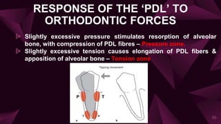 50
RESPONSE OF THE ‘PDL’ TO
ORTHODONTIC FORCES
⩥ Slightly excessive pressure stimulates resorption of alveolar
bone, with compression of PDL fibres – Pressure zone.
⩥ Slightly excessive tension causes elongation of PDL fibers &
apposition of alveolar bone – Tension zone
 