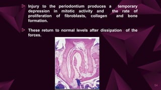 ⩥ Injury to the periodontium produces a temporary
depression in mitotic activity and the rate of
proliferation of fibroblasts, collagen and bone
formation.
⩥ These return to normal levels after dissipation of the
forces.
54
 