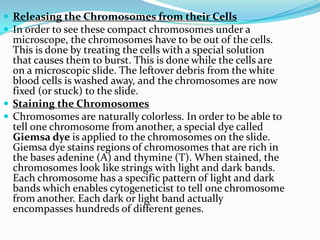  Releasing the Chromosomes from their Cells
 In order to see these compact chromosomes under a
  microscope, the chromosomes have to be out of the cells.
  This is done by treating the cells with a special solution
  that causes them to burst. This is done while the cells are
  on a microscopic slide. The leftover debris from the white
  blood cells is washed away, and the chromosomes are now
  fixed (or stuck) to the slide.
 Staining the Chromosomes
 Chromosomes are naturally colorless. In order to be able to
  tell one chromosome from another, a special dye called
  Giemsa dye is applied to the chromosomes on the slide.
  Giemsa dye stains regions of chromosomes that are rich in
  the bases adenine (A) and thymine (T). When stained, the
  chromosomes look like strings with light and dark bands.
  Each chromosome has a specific pattern of light and dark
  bands which enables cytogeneticist to tell one chromosome
  from another. Each dark or light band actually
  encompasses hundreds of different genes.
 