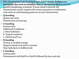  The chromosomes may be stained with aceto- orcein, feulgen or a
    basophilic dye such as toluidine blue or methylene blue if only the
    general morphology is desired. If more detail is desired, the
    chromosomes can be treated with various enzymes in combination
    with stains to yield banding patterns on each chromosome
   Q-banding
    Quinacrine stain
    Fluorescence microscopy
   G-banding
    Giemsa stain
    Additional Conditions
    a. Heat hydrolysis
    b. Trypsin treatment
    c. Giemsa at pH 9.0
   R-banding
    Giemsa or acridine orange
    Negative bands of Q and G reversed
    Heat hydrolysis in buffered salt
   C-banding
    Giemsa stain
    Pretreatment with BaOH or NaOH followed by heat and salt.
 