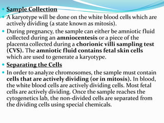  Sample Collection
 A karyotype will be done on the white blood cells which are
  actively dividing (a state known as mitosis).
 During pregnancy, the sample can either be amniotic fluid
  collected during an amniocentesis or a piece of the
  placenta collected during a chorionic villi sampling test
  (CVS). The amniotic fluid contains fetal skin cells
  which are used to generate a karyotype.
 Separating the Cells
 In order to analyze chromosomes, the sample must contain
  cells that are actively dividing (or in mitosis). In blood,
  the white blood cells are actively dividing cells. Most fetal
  cells are actively dividing. Once the sample reaches the
  cytogenetics lab, the non-divided cells are separated from
  the dividing cells using special chemicals.
 