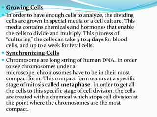  Growing Cells
 In order to have enough cells to analyze, the dividing
  cells are grown in special media or a cell culture. This
  media contains chemicals and hormones that enable
  the cells to divide and multiply. This process of
  “culturing” the cells can take 3 to 4 days for blood
  cells, and up to a week for fetal cells.
 Synchronizing Cells
 Chromosome are long string of human DNA. In order
  to see chromosomes under a
  microscope, chromosomes have to be in their most
  compact form. This compact form occurs at a specific
  stage of mitosis called metaphase. In order to get all
  the cells to this specific stage of cell division, the cells
  are treated with a chemical which stops cell division at
  the point where the chromosomes are the most
  compact.
 