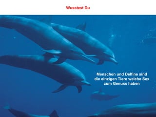 Menschen und Delfine sind die einzigen Tiere welche Sex zum Genuss haben Wusstest Du 