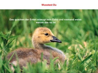 Das quacken der Enten erzeugt kein Echo und niemand weiss  warum das so ist Wusstest Du 