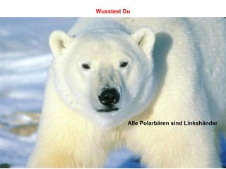 Alle Polarbären sind Linkshänder Wusstest Du 