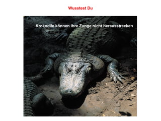 Krokodile können ihre Zunge nicht herausstrecken Wusstest Du 
