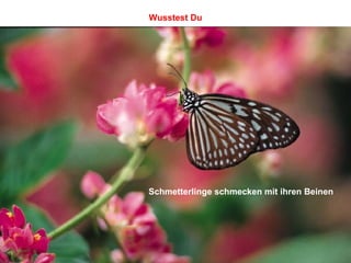 Schmetterlinge schmecken mit ihren Beinen Wusstest Du 