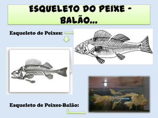 Esqueleto do Peixe –
             Balão…
Esqueleto de Peixes:




Esqueleto de Peixes-Balão:
 