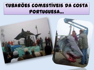 Tubarões comestíveis da Costa
        Portuguesa…
 